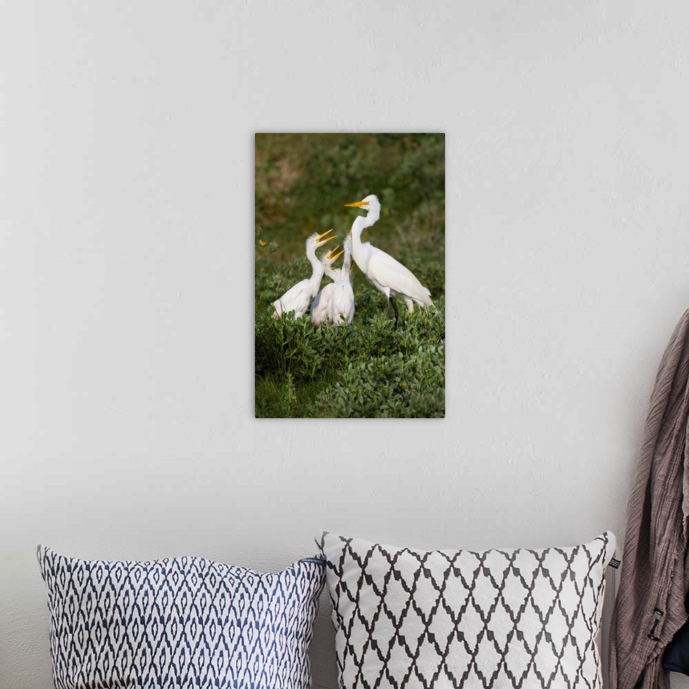 A bohemian room featuring Great Egret (Ardea alba) feeding young