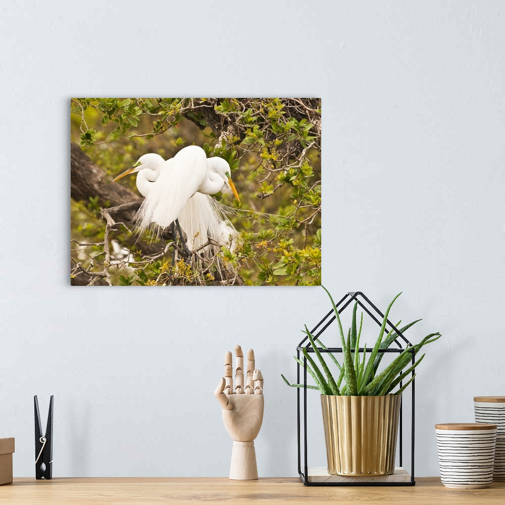 A bohemian room featuring Great Egret, nesting