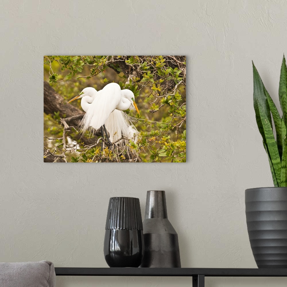 A modern room featuring Great Egret, nesting