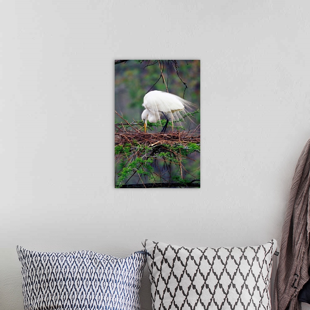 A bohemian room featuring Great Egret on nest (Casmerodius albus)