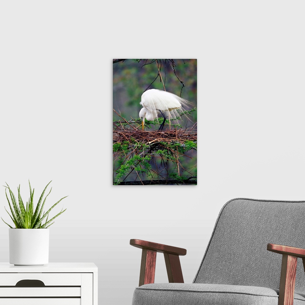 A modern room featuring Great Egret on nest (Casmerodius albus)