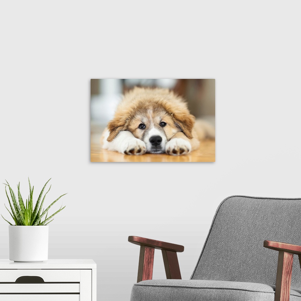 A modern room featuring Great Pyrenees Puppy Lying Down, Winnipeg, Manitoba, Canada.