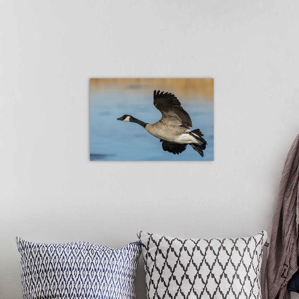 A bohemian room featuring Greater Canada goose. Nature, Fauna.