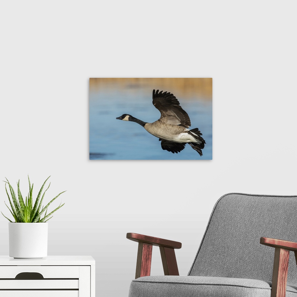 A modern room featuring Greater Canada goose. Nature, Fauna.