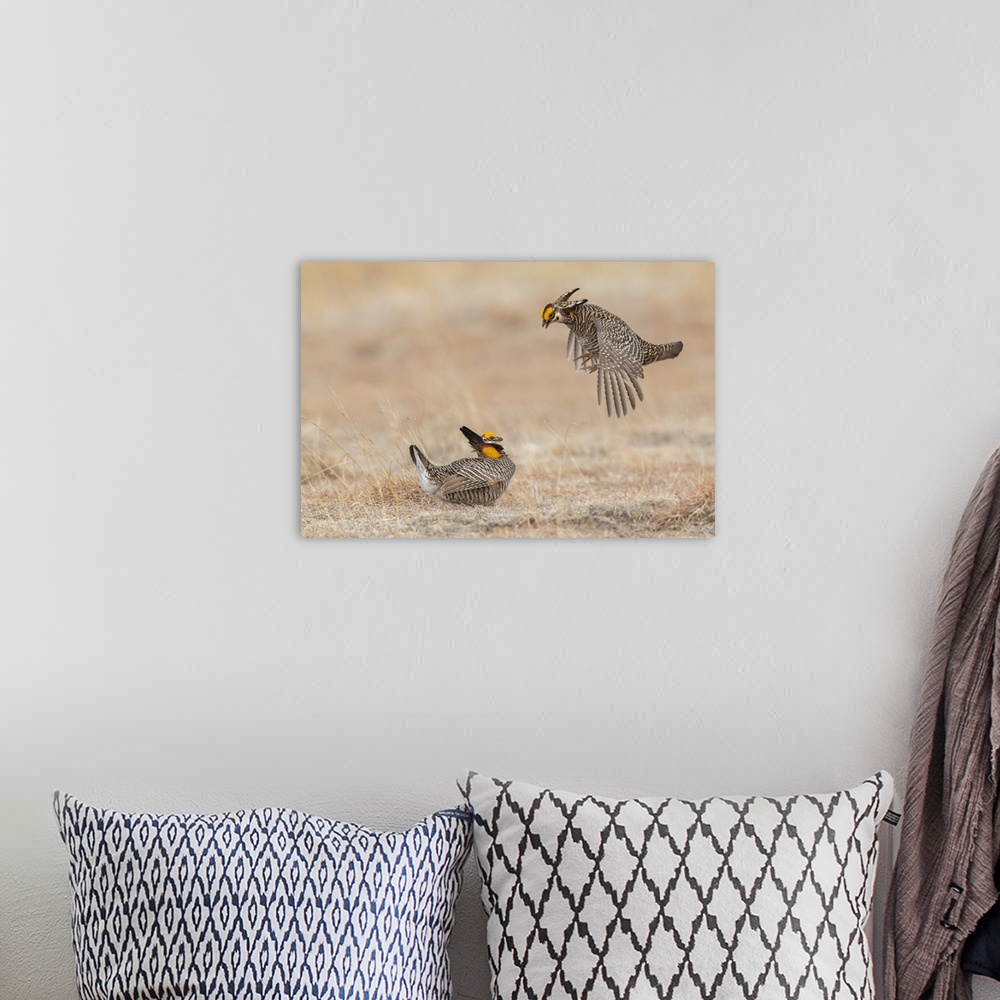 A bohemian room featuring Greater prairie chickens, dominance dispute. Nature, Fauna.