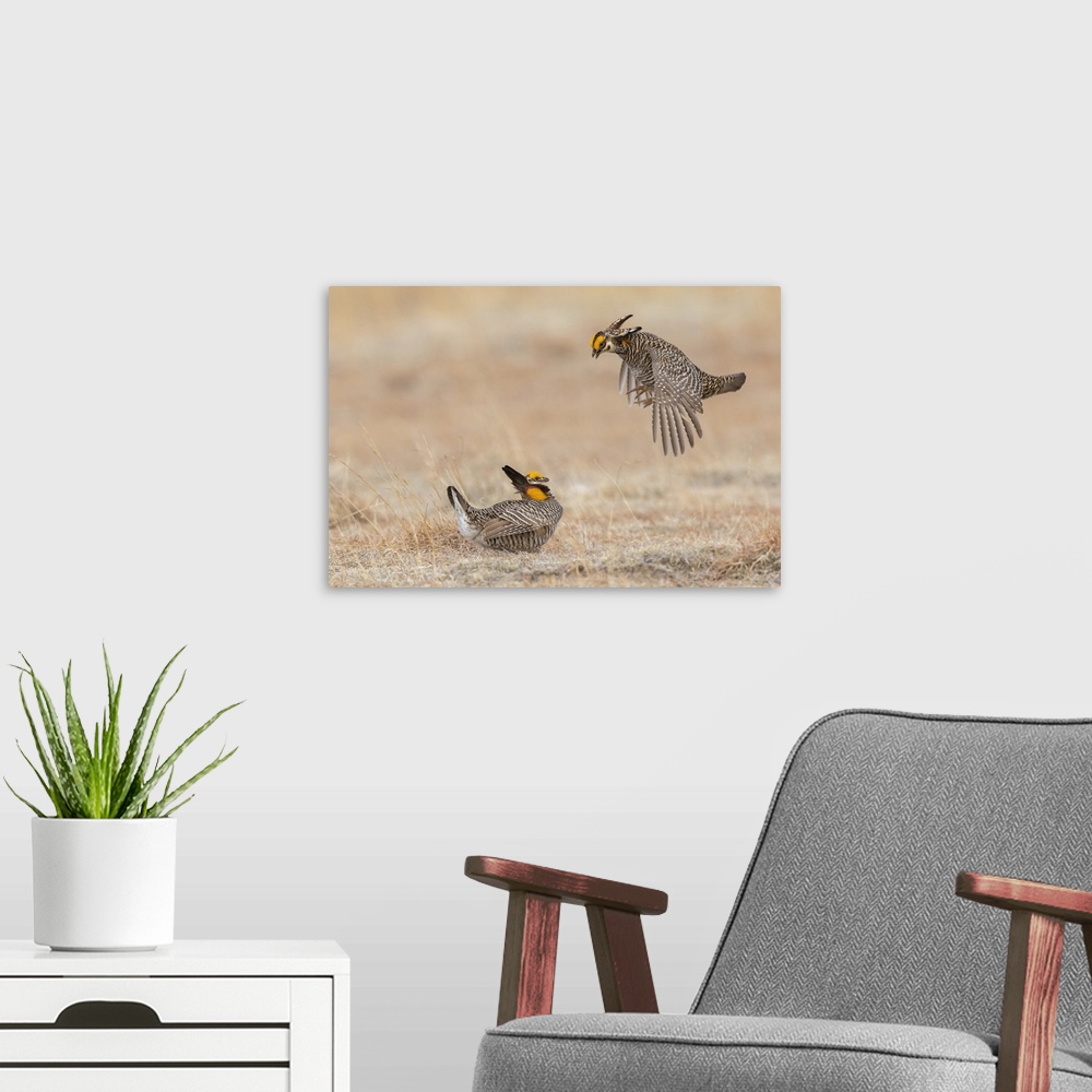 A modern room featuring Greater prairie chickens, dominance dispute. Nature, Fauna.