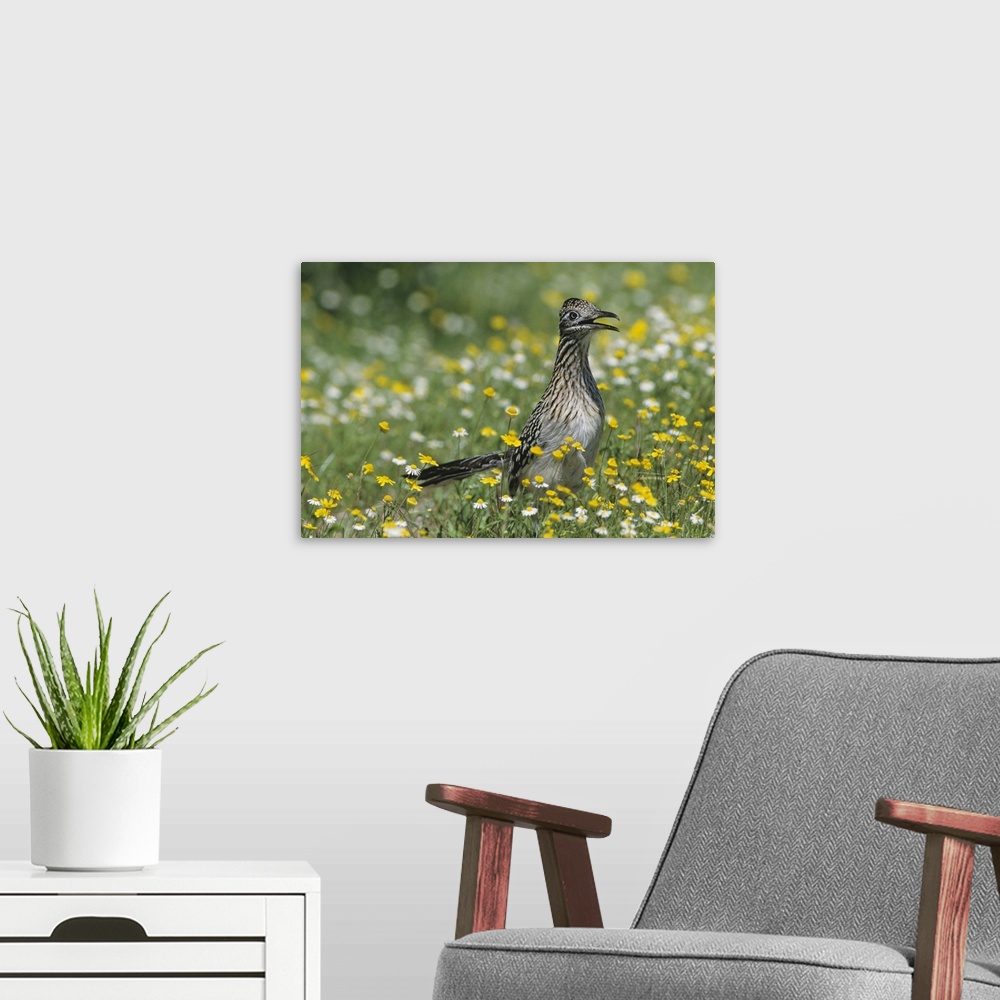 A modern room featuring Greater Roadrunner, Geococcyx californianus,adult in wildflowers, Choke Canyon State Park, Texas,...