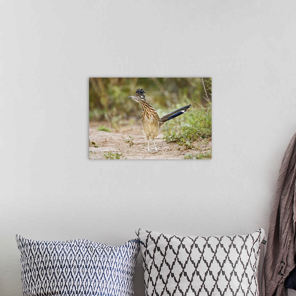 A bohemian room featuring Greater Roadrunner (Geococcyx californianus) excited adult, foraging, south Texas brush lands in ...
