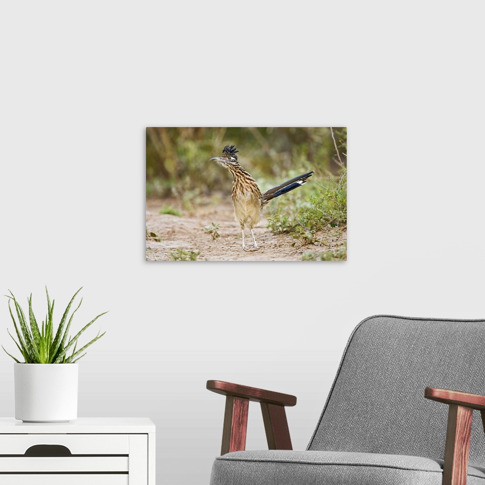 A modern room featuring Greater Roadrunner (Geococcyx californianus) excited adult, foraging, south Texas brush lands in ...