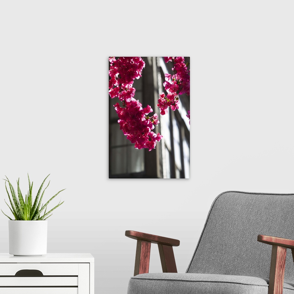 A modern room featuring GREECE-CRETE-Rethymno Province-Rethymno:.Old Quarter- Pink Spring Flowers
