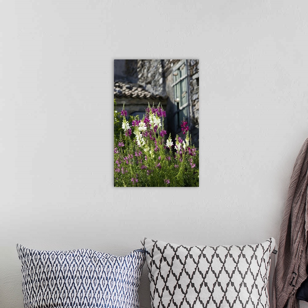 A bohemian room featuring GREECE-Northeastern Aegean Islands-SAMOS-Vourliotes: Spring Flowers