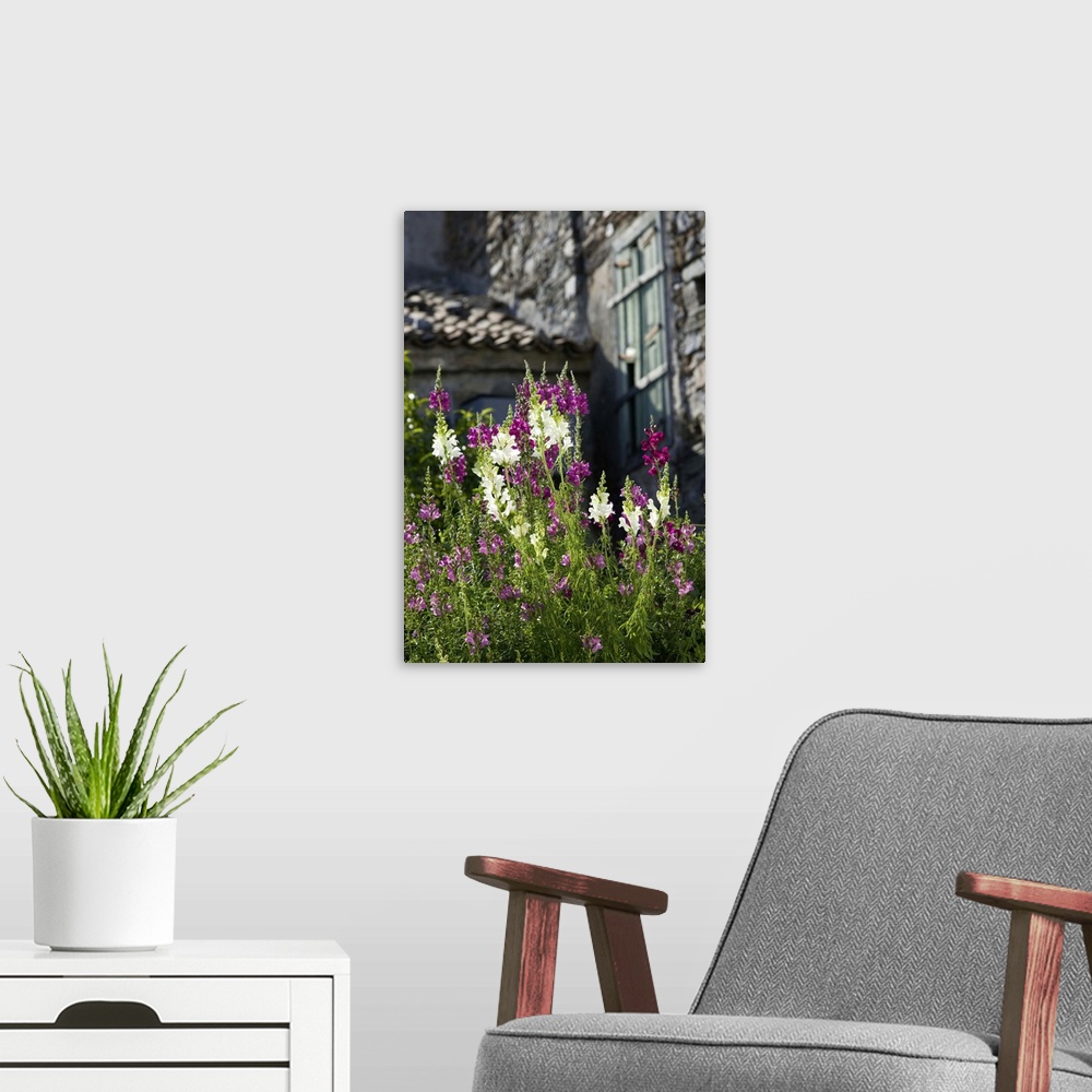A modern room featuring GREECE-Northeastern Aegean Islands-SAMOS-Vourliotes: Spring Flowers