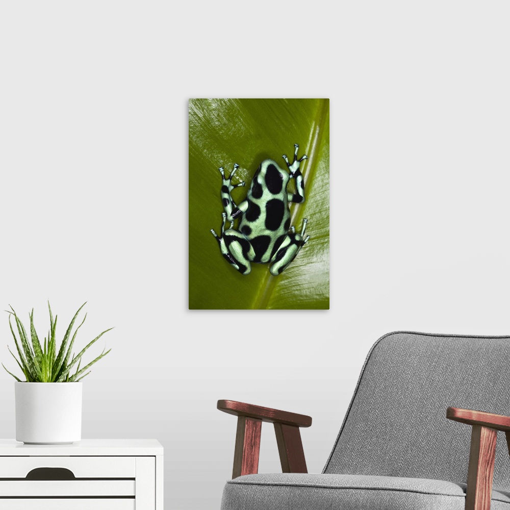 A modern room featuring Green and Black Dart Frog (Dendrobates auratus), Costa Rica.