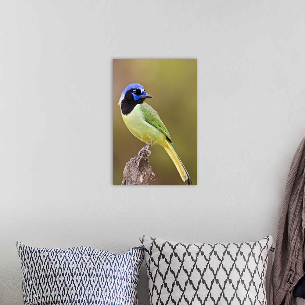 A bohemian room featuring Green Jay (Cyanocorax yncas) adult perched in South Texas thorn brushlands, USA.