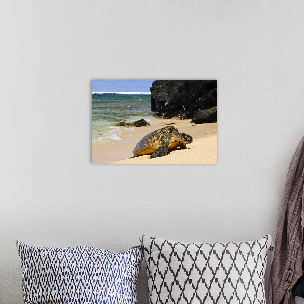 A bohemian room featuring Green Sea Turtle (Chelonia mydas) comes ashore, close-up with lava rocks, Hideaways Beach, Prince...