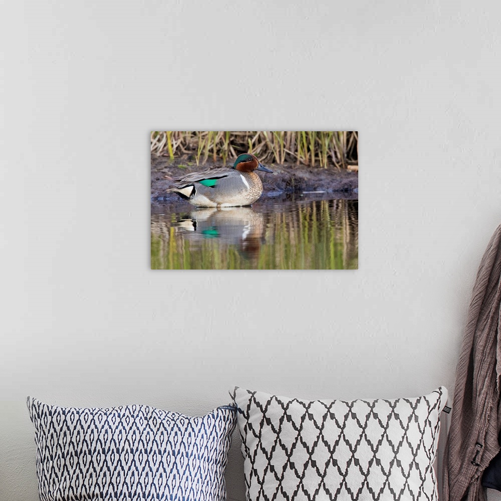 A bohemian room featuring Green-winged Teal Drake.