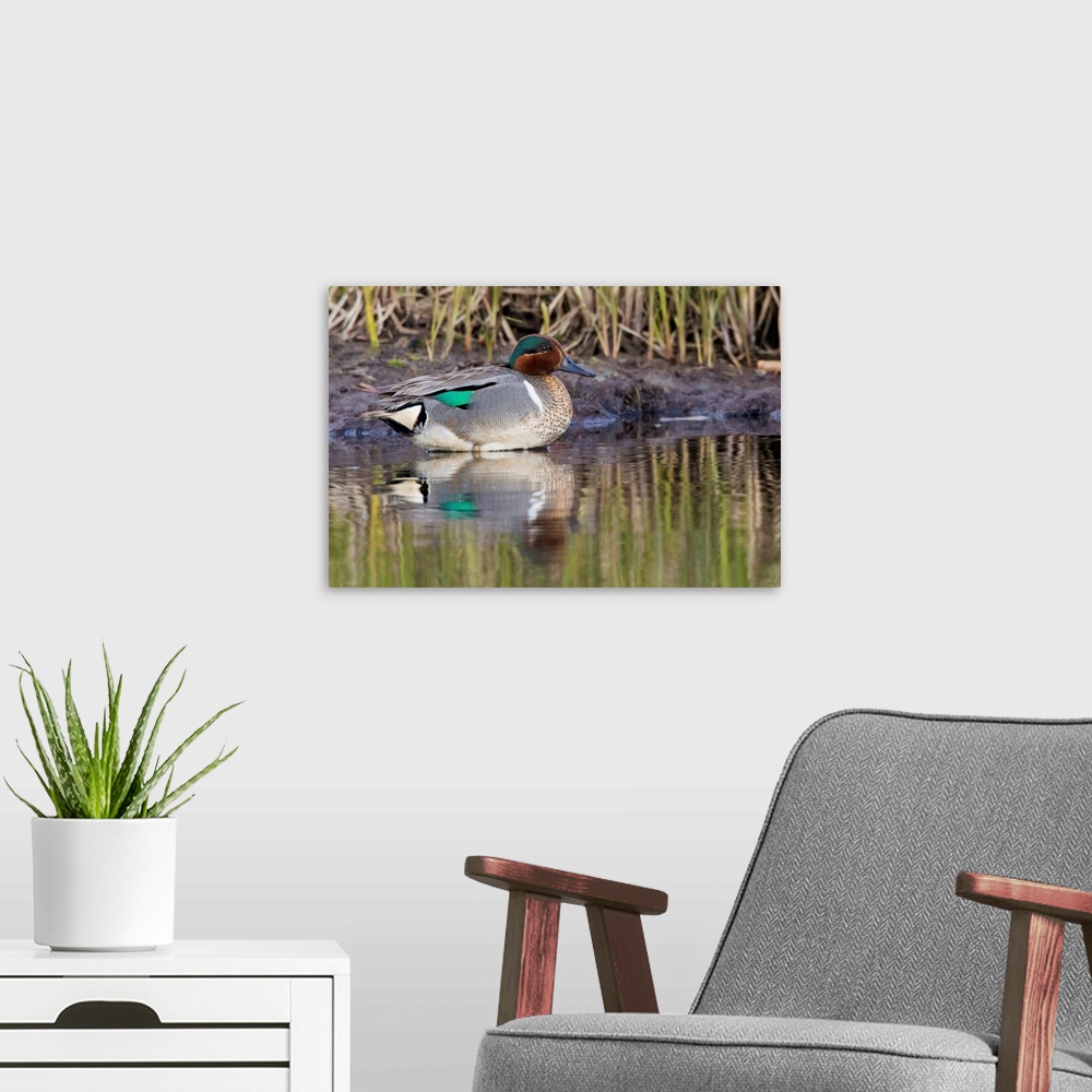 A modern room featuring Green-winged Teal Drake.