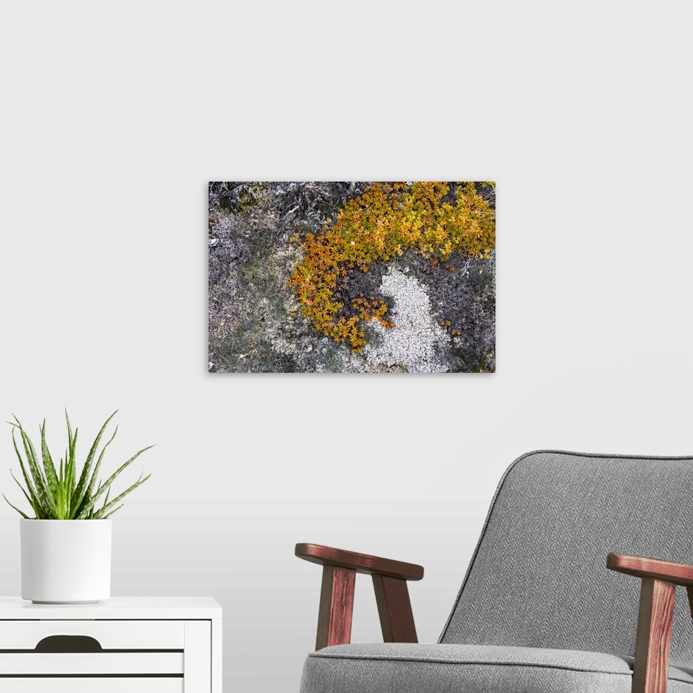 A modern room featuring Greenland. Eqip Sermia. Irish saxifrage and thick lichen