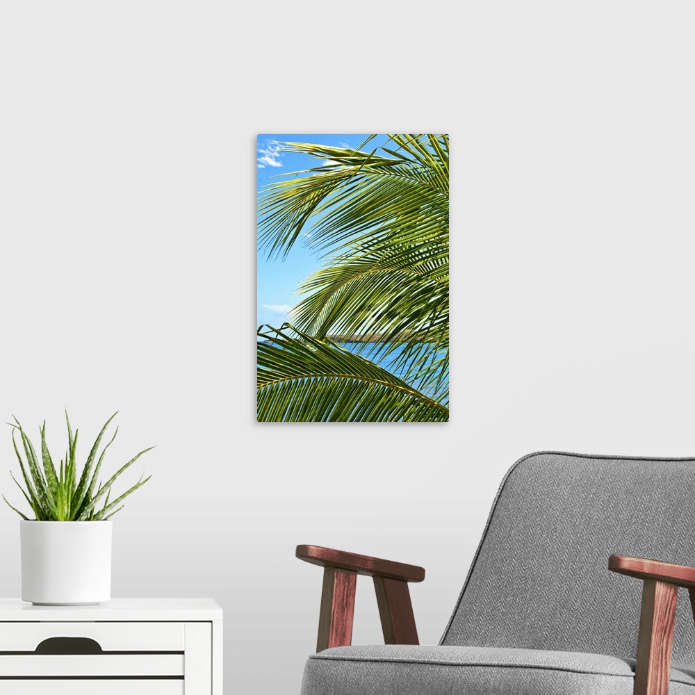 A modern room featuring Grenada. Palm trees on beach.