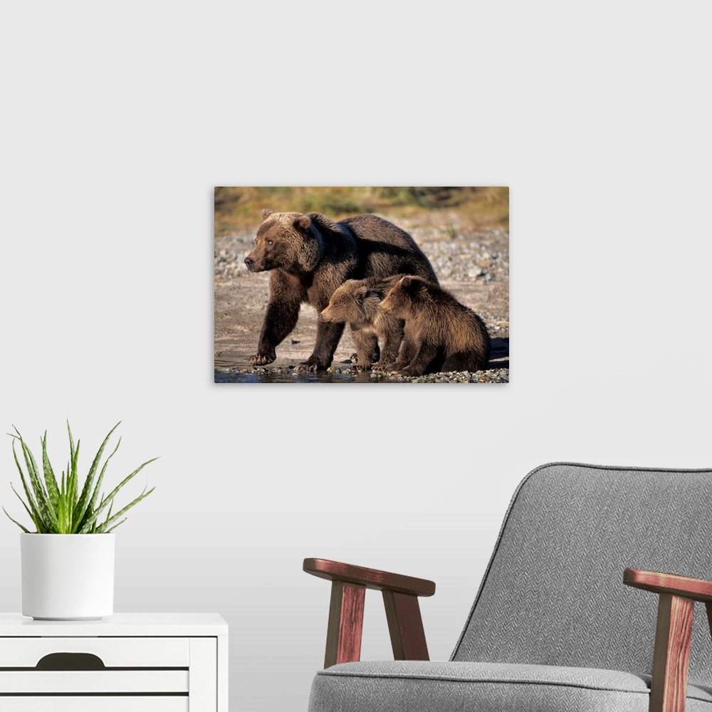 A modern room featuring Grizzly bear, brown bear, sow with cubs, Katmai National Park, Alaskan peninsula.