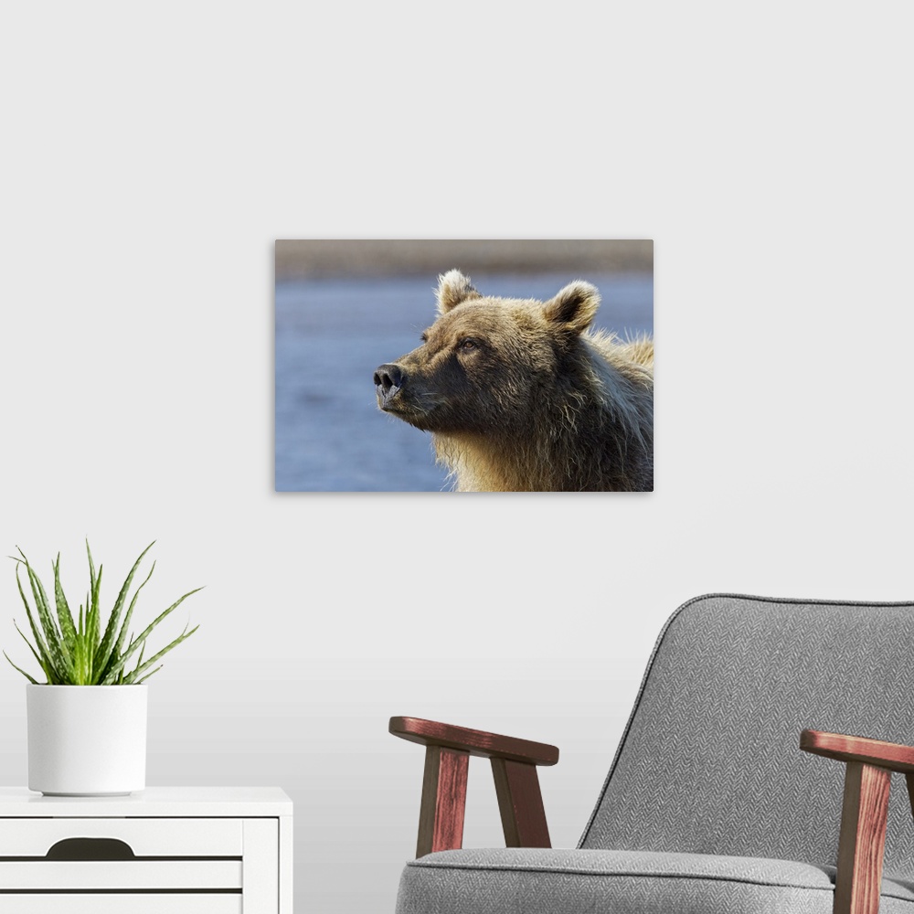 A modern room featuring Grizzly bear close-up, Lake Clark National Park and Preserve, Alaska. United States, Alaska.