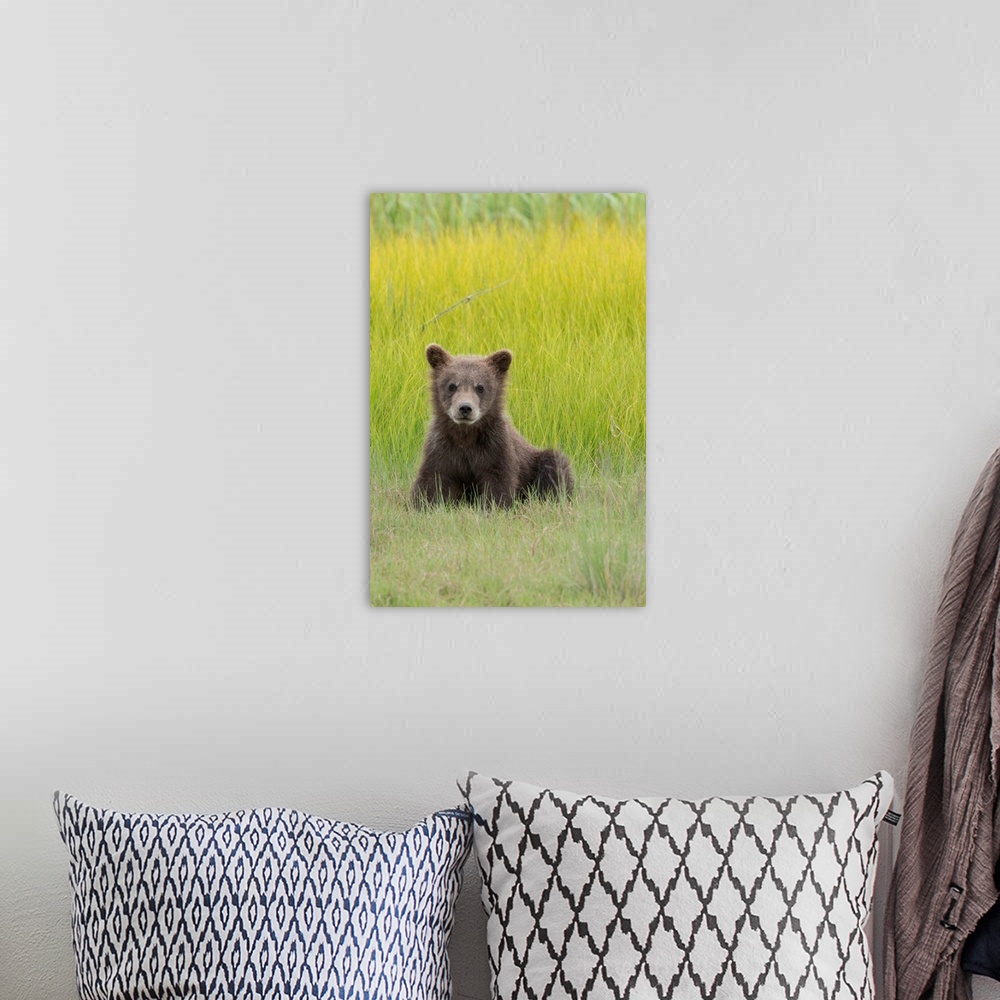 A bohemian room featuring USA, Alaska. Grizzly bear cub, Ursus arctos Horribilis, sits in a meadow in Lake Clark National P...