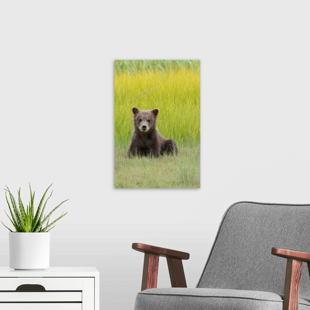 A modern room featuring USA, Alaska. Grizzly bear cub, Ursus arctos Horribilis, sits in a meadow in Lake Clark National P...