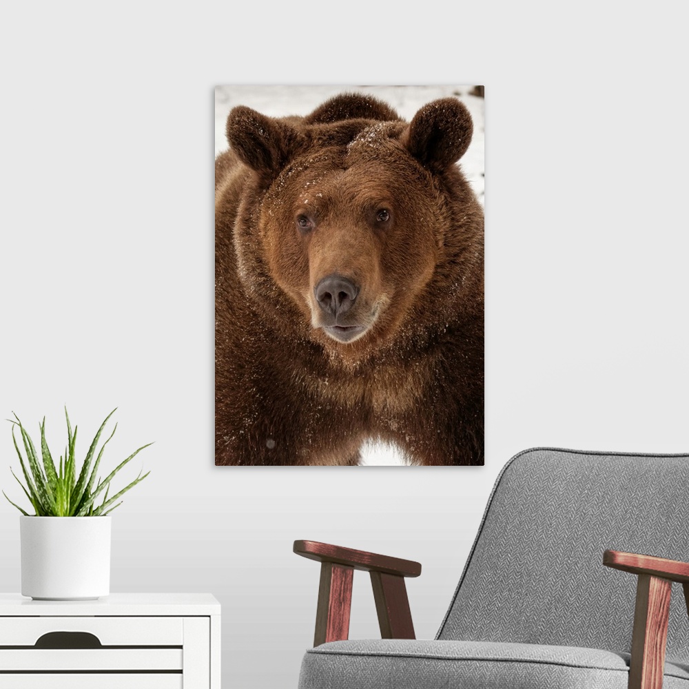 A modern room featuring Grizzly Bear in winter, Ursus arctos, (Captive)-Montana