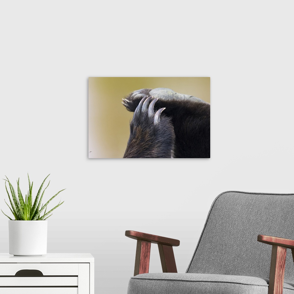 A modern room featuring Grizzly Bear (Ursus arctos horribilis) paws and claws.