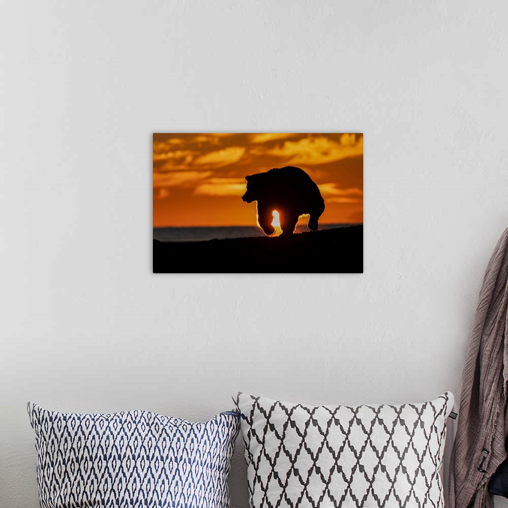 A bohemian room featuring Adult grizzly bear silhouetted on beach at sunrise, Lake Clark National Park and Preserve, Alaska...