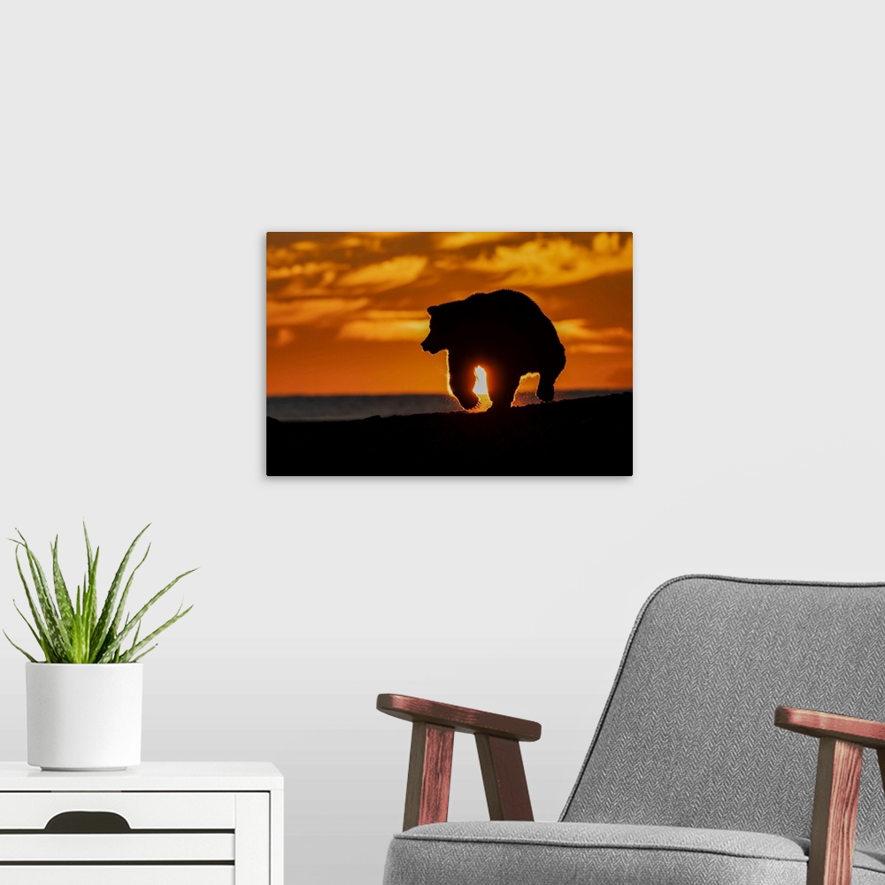 A modern room featuring Adult grizzly bear silhouetted on beach at sunrise, Lake Clark National Park and Preserve, Alaska...