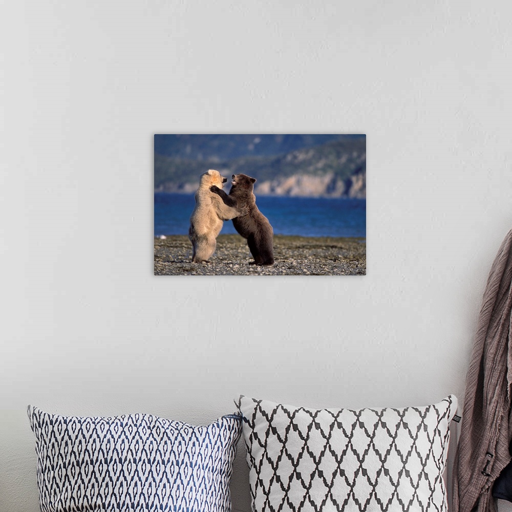 A bohemian room featuring Grizzly bears (Ursus horribilis, or brown bear, Ursus arctos). Rare blonde (white) bear playing w...