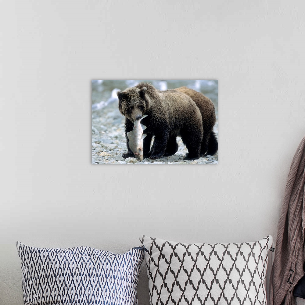 A bohemian room featuring Grizzly Cub carrying Salmon in his Mouth, U.S.A., Alaska, Katmai Peninsula