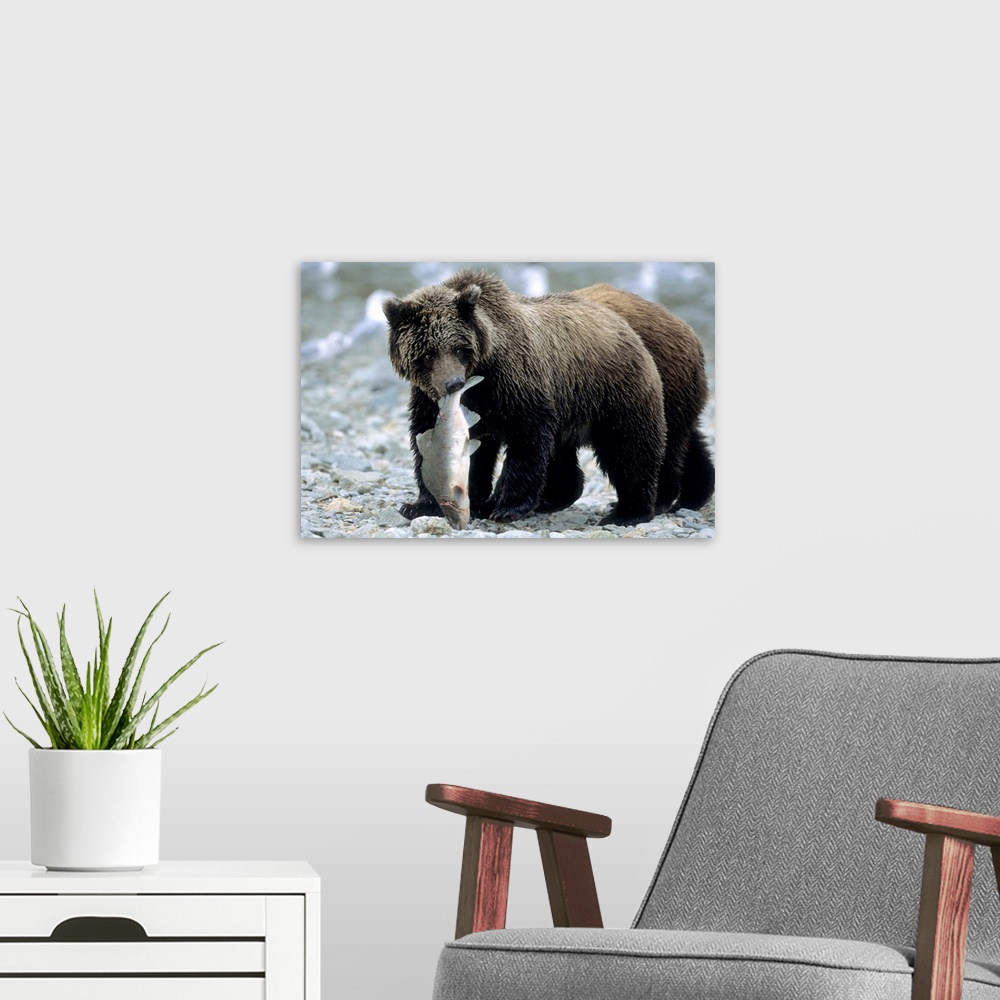 A modern room featuring Grizzly Cub carrying Salmon in his Mouth, U.S.A., Alaska, Katmai Peninsula