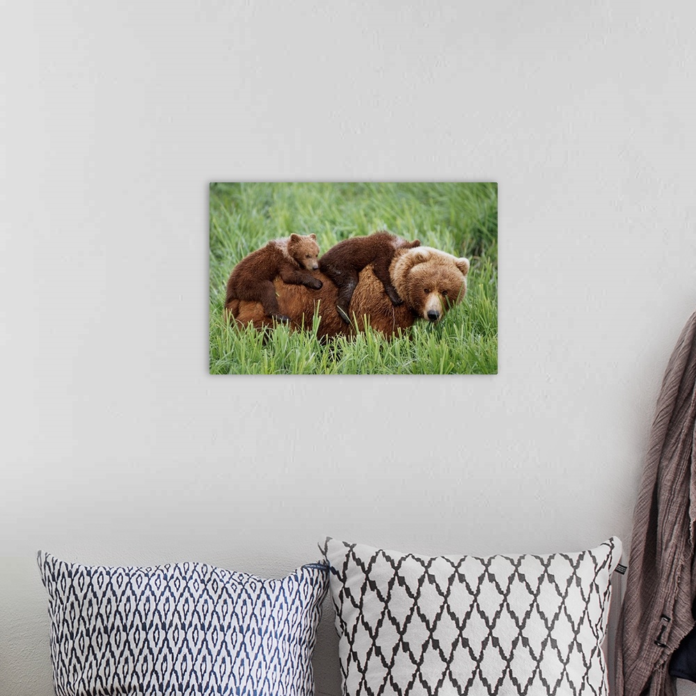 A bohemian room featuring Grizzly Cubs Ride On Top Of Their Mother As She Walking Through Grass Near Mcneil River. Summer I...