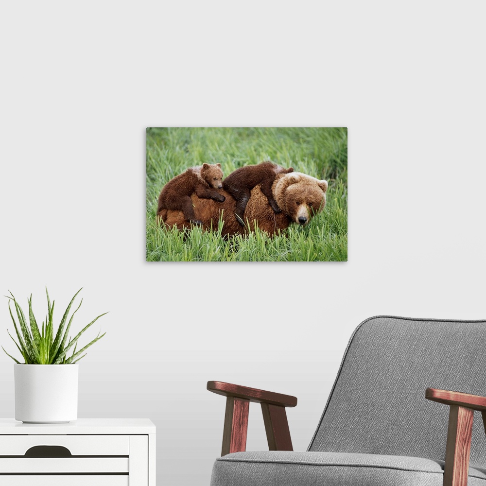 A modern room featuring Grizzly Cubs Ride On Top Of Their Mother As She Walking Through Grass Near Mcneil River. Summer I...