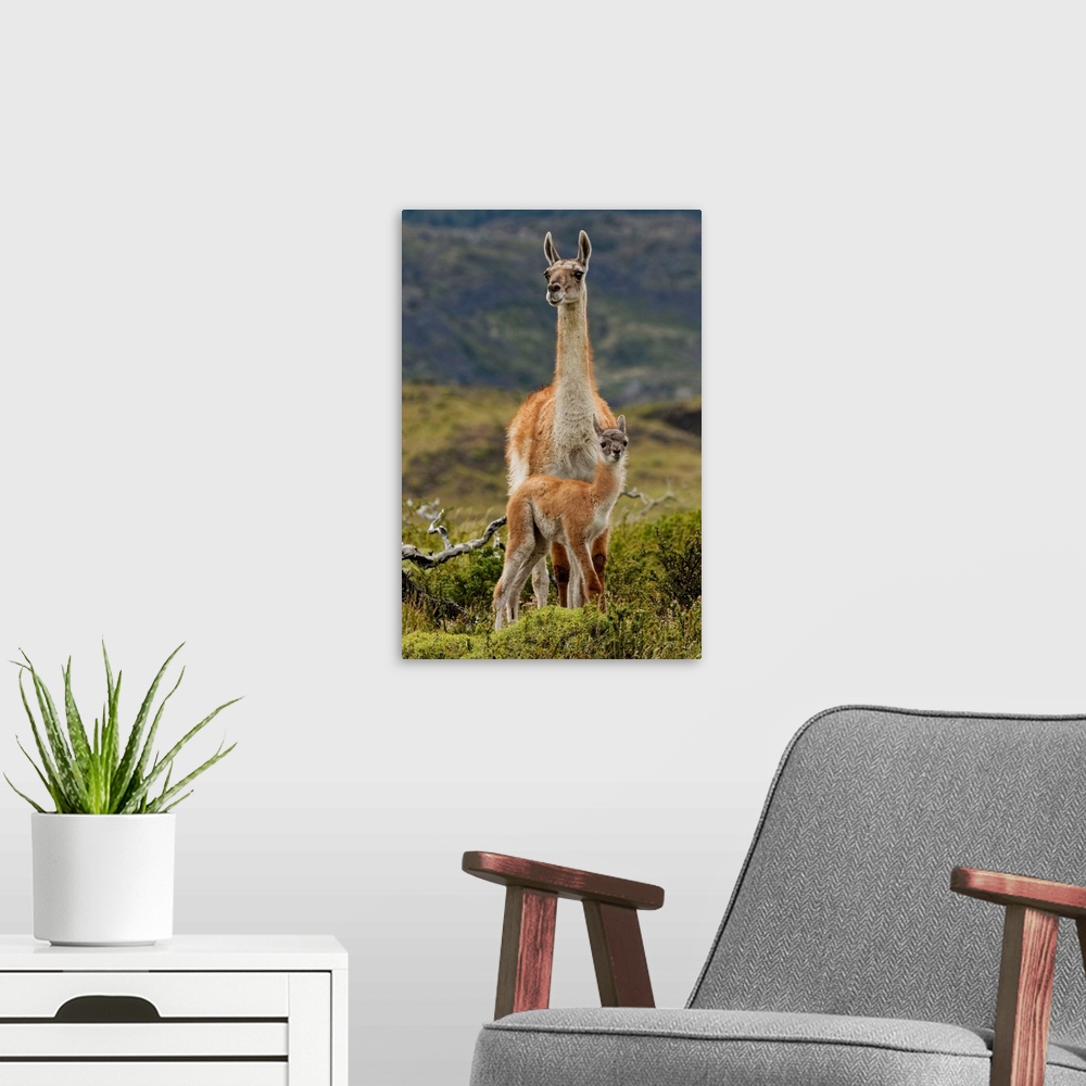 A modern room featuring Guanaco and baby (Lama guanaco), Andes Mountain, Torres del Paine National Park, Chile, South Ame...