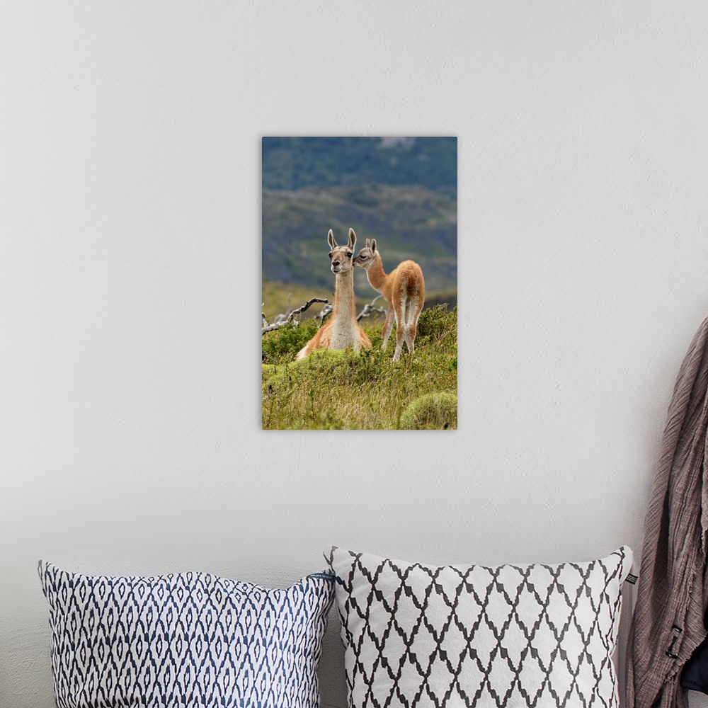 A bohemian room featuring Guanaco and baby (Lama guanaco), Andes Mountain, Torres del Paine National Park, Chile, South Ame...