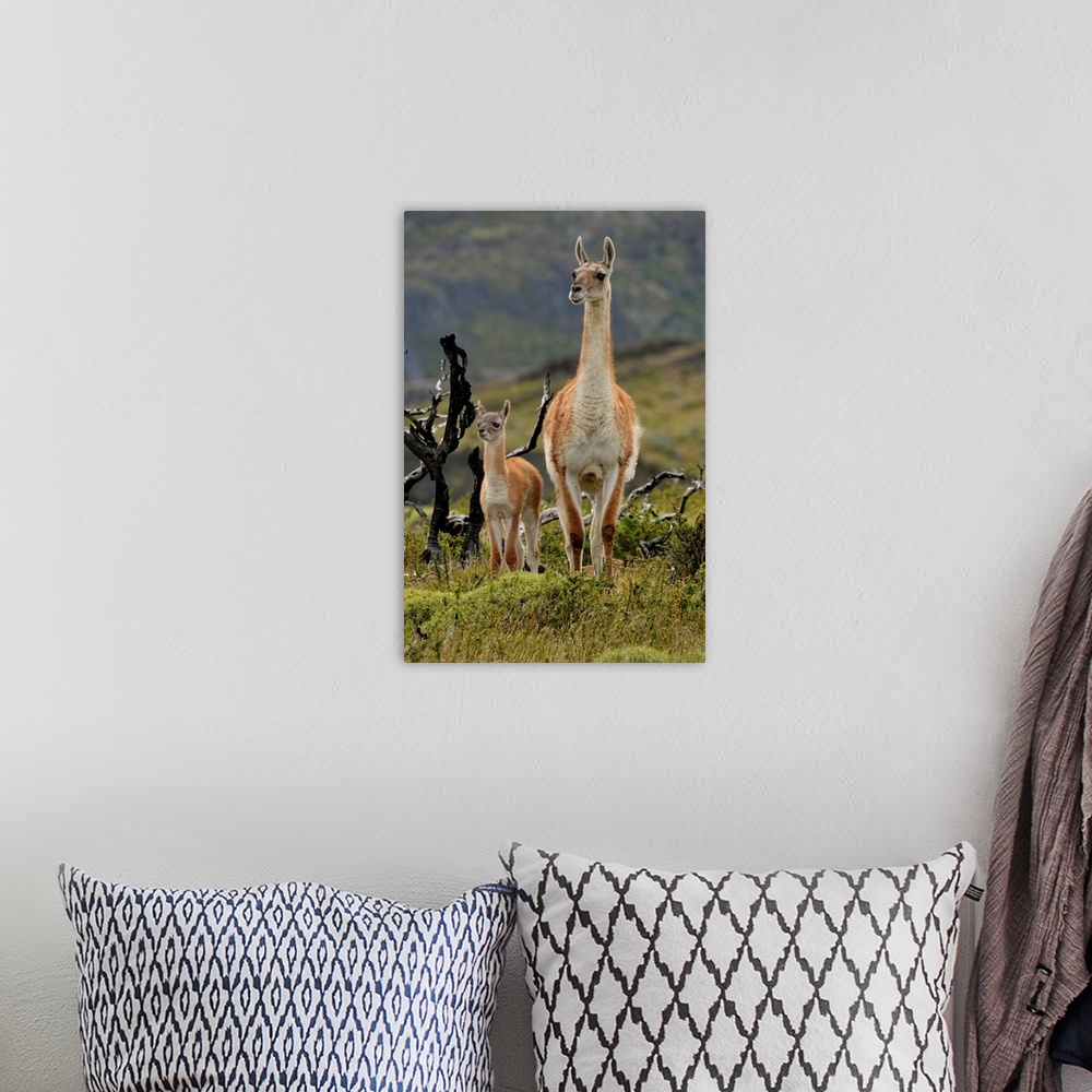 A bohemian room featuring Guanaco and baby (Lama guanaco), Andes Mountain, Torres del Paine National Park, Chile, South Ame...