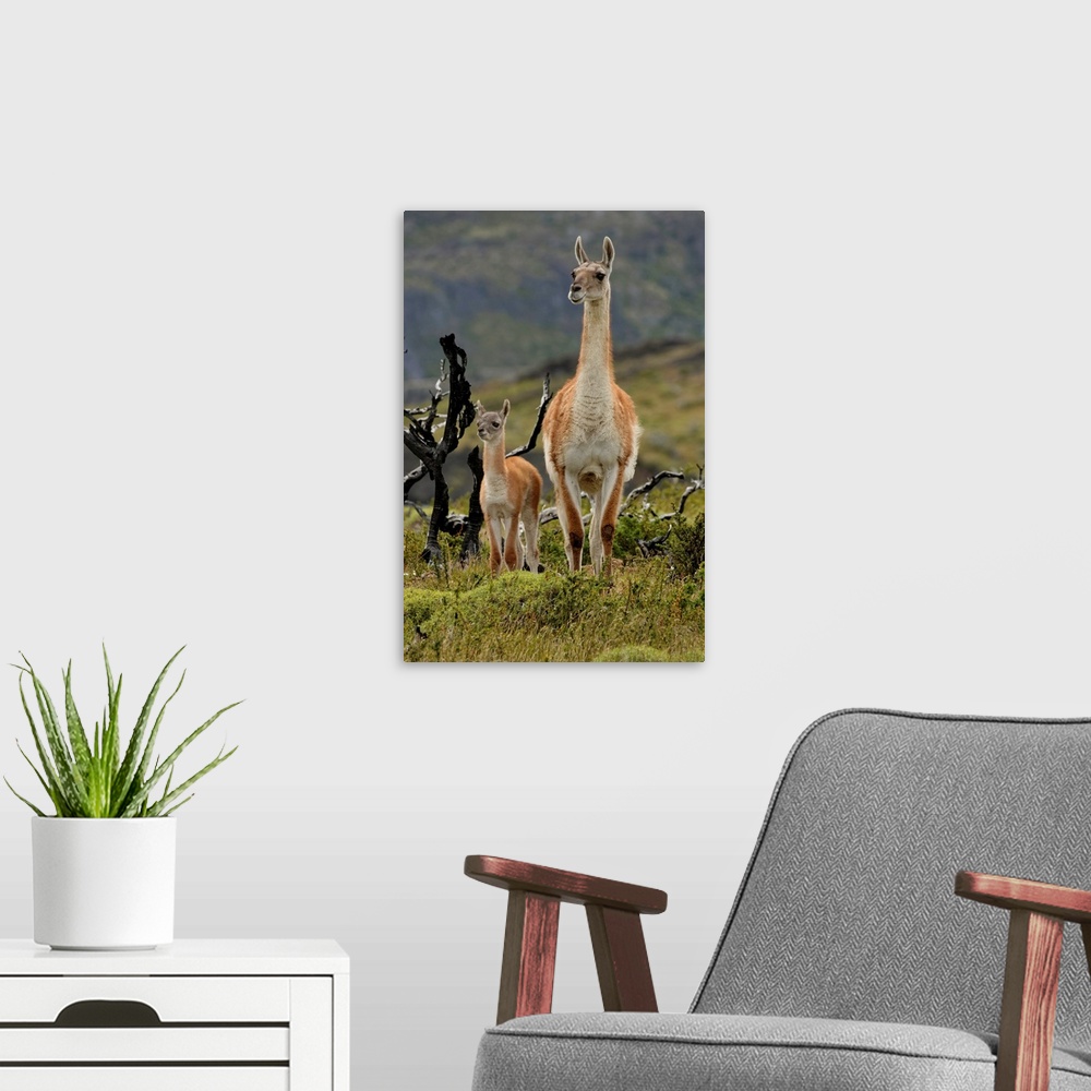 A modern room featuring Guanaco and baby (Lama guanaco), Andes Mountain, Torres del Paine National Park, Chile, South Ame...