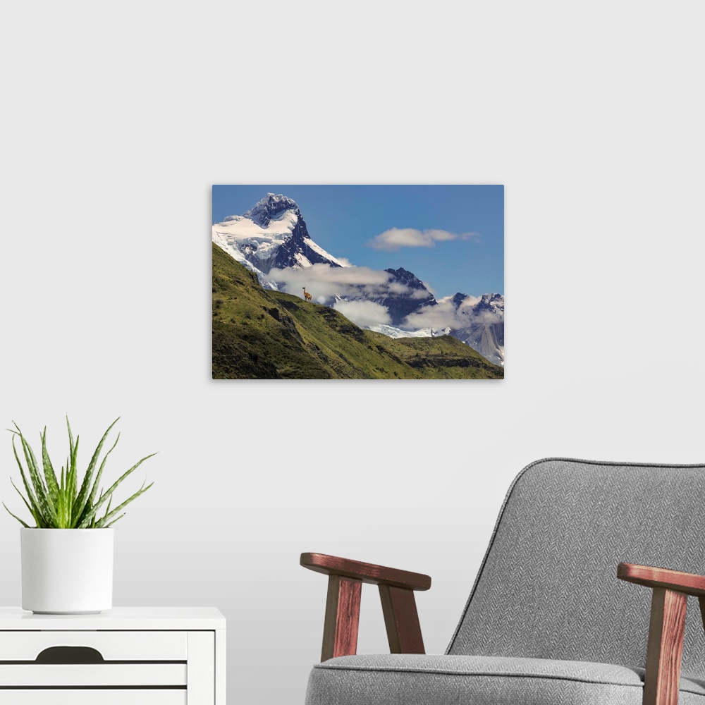 A modern room featuring Guanaco or Lama on steep slope, Torres del Paine National Park, Chile, Patagonia, South America, ...