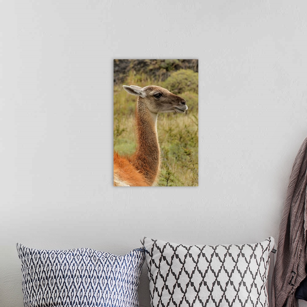 A bohemian room featuring Guanaco portrait, Torres del Paine National Park, Chile, South America. Patagonia, Patagonia.