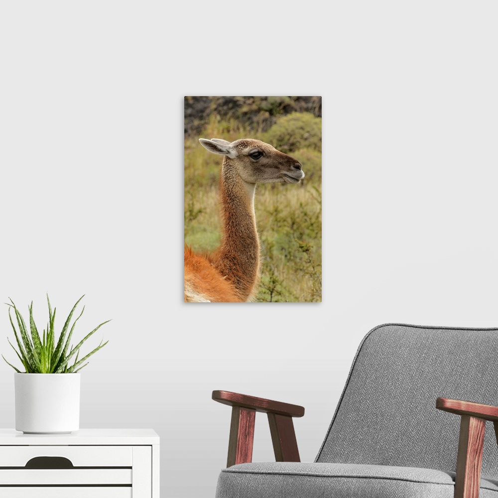 A modern room featuring Guanaco portrait, Torres del Paine National Park, Chile, South America. Patagonia, Patagonia.