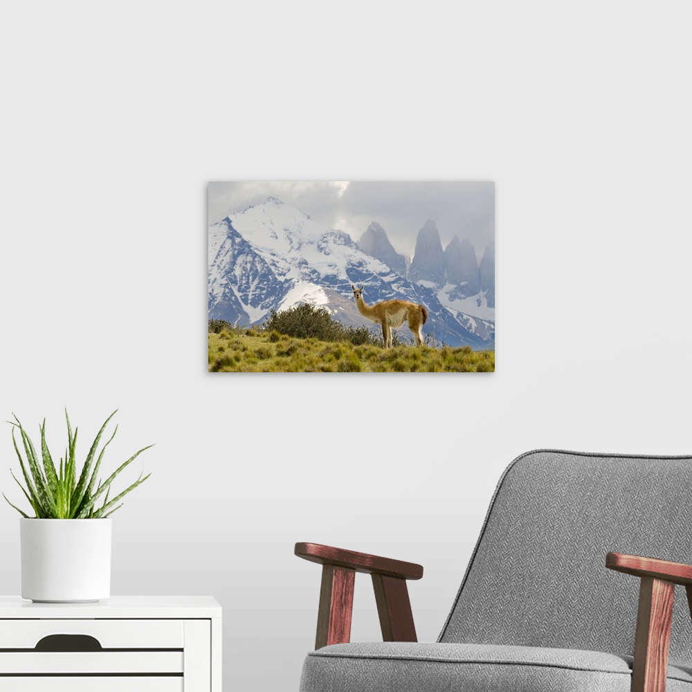 A modern room featuring Guanaco with Paine Towers in background, Torres Del Paine National Park, Region 12, Chile, Patago...