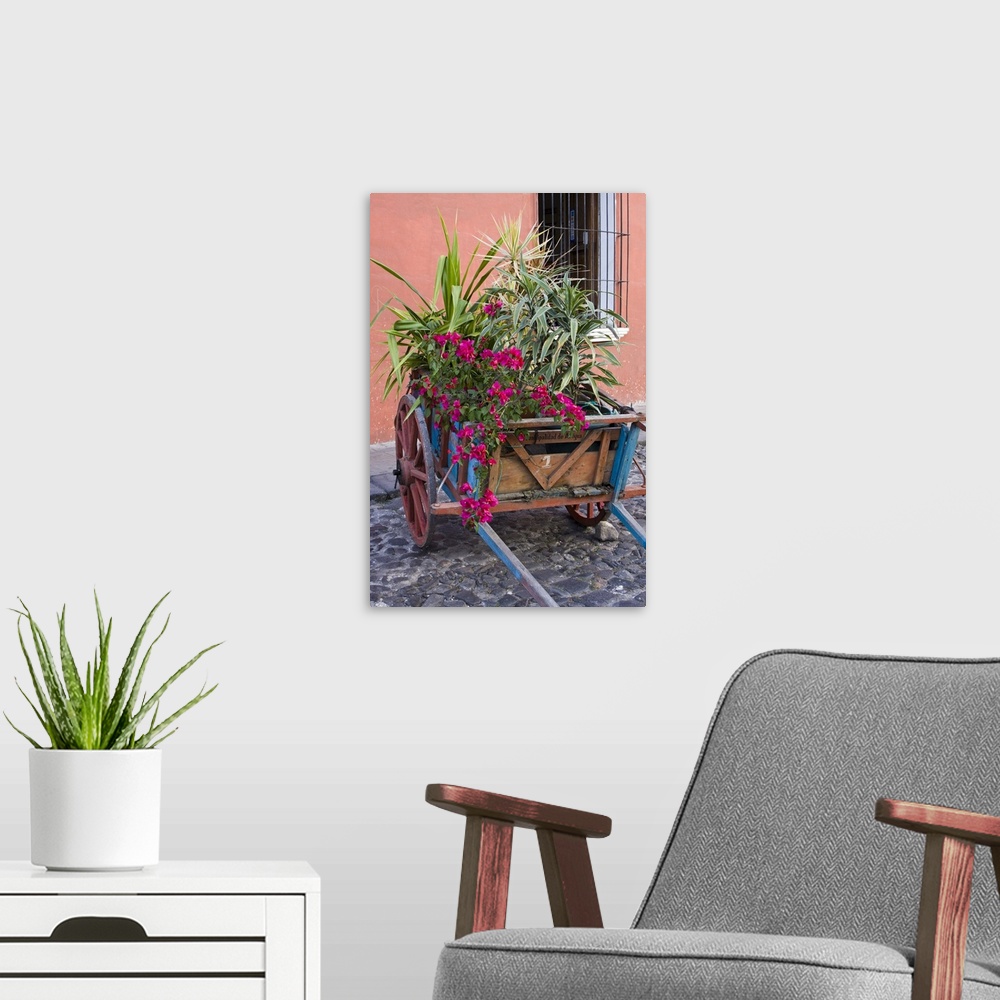 A modern room featuring Central America, Guatemala, Antigua.  Plants in a cart on street in Antigua.