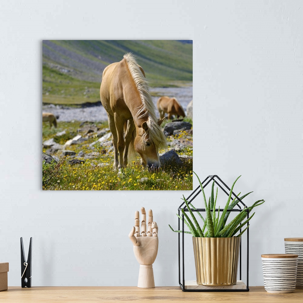 A bohemian room featuring Haflinger Horse On Its Mountain Pasture (Shieling) In The Otztal Alps, Austria, Tyrol