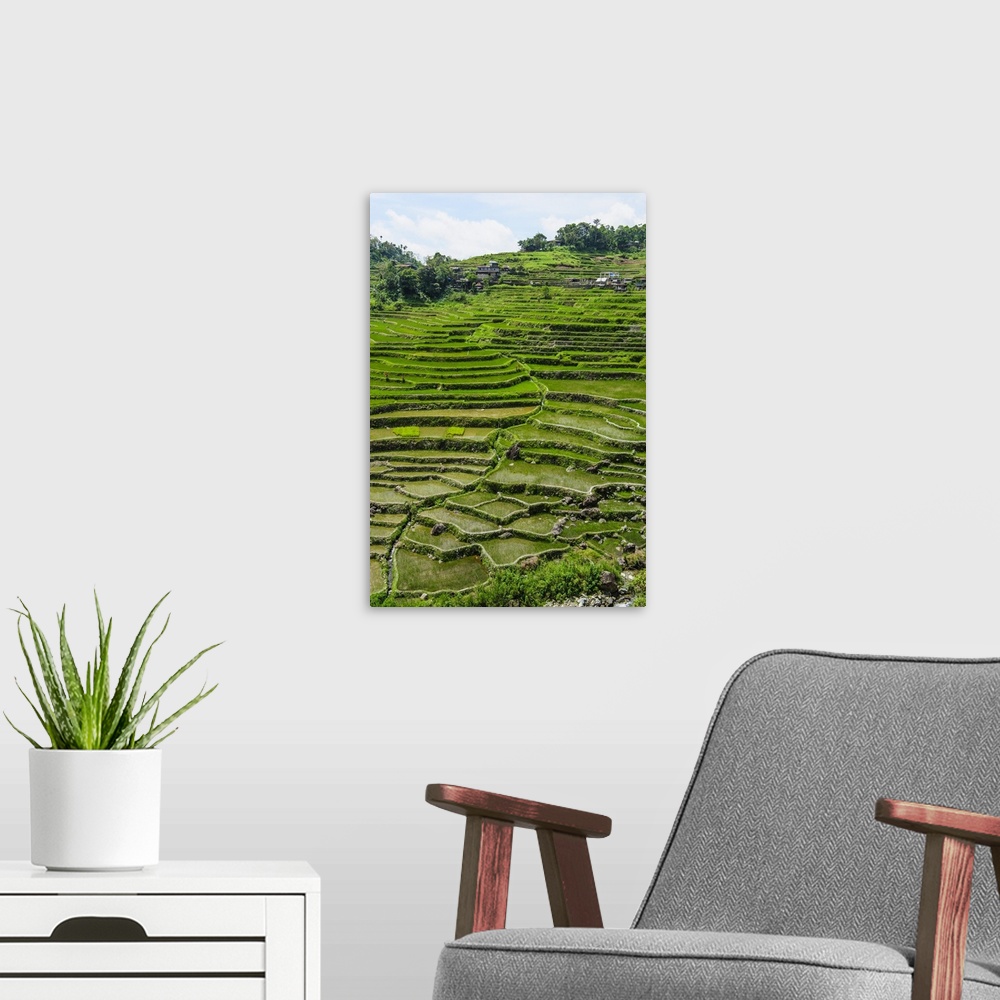 A modern room featuring Hapao Rice Terraces, World Heritage Site, Banaue, Luzon, Philippines.