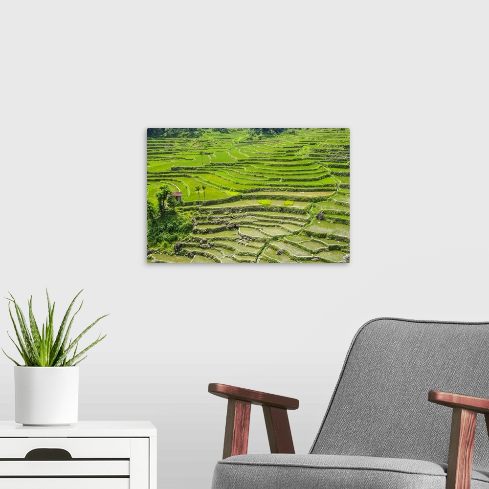 A modern room featuring Hapao Rice Terraces, part of the World Heritage Site Banaue, Luzon, Philippines.