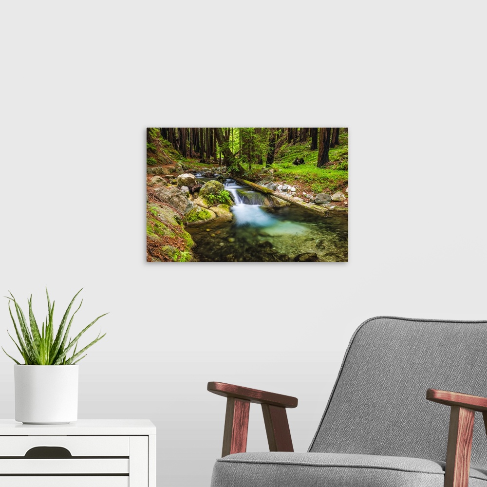 A modern room featuring Hare Creek and redwoods, Limekiln State Park, Big Sur, California USA