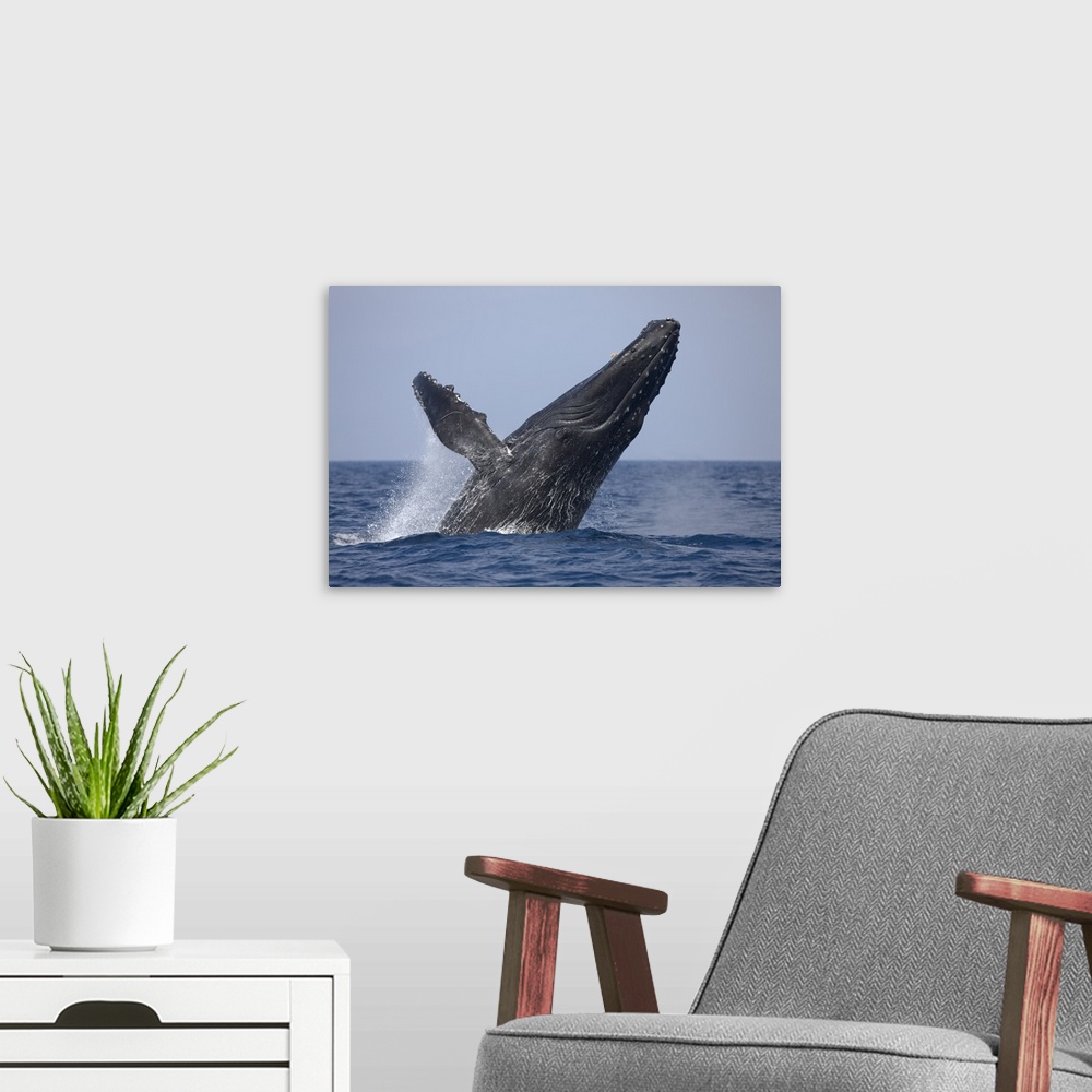 A modern room featuring USA, Hawaii, Big Island, Humpback Whale (Megaptera novaengliae) breaching in Pacific Ocean along ...